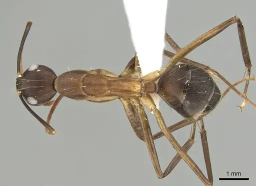 Camponotus simillimus specimen CASENT0280058 image casent0280058_1
