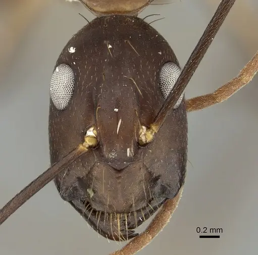 Camponotus simillimus specimen CASENT0280058 image casent0280058_2