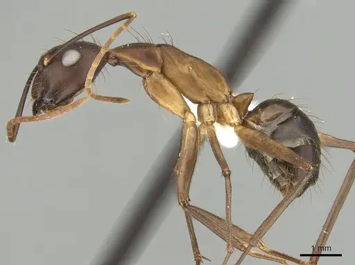 Camponotus simillimus specimen CASENT0280058 image casent0280058_3