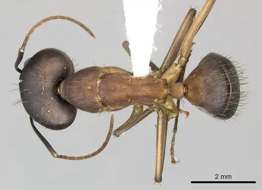 Camponotus simillimus specimen CASENT0619240 image casent0619240_1