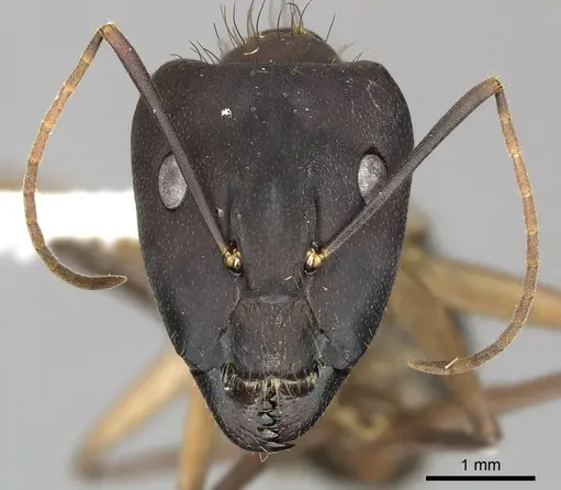 Camponotus simillimus specimen CASENT0619240 image casent0619240_2