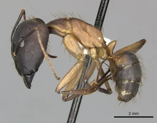 Camponotus simillimus specimen CASENT0619240 image casent0619240_3