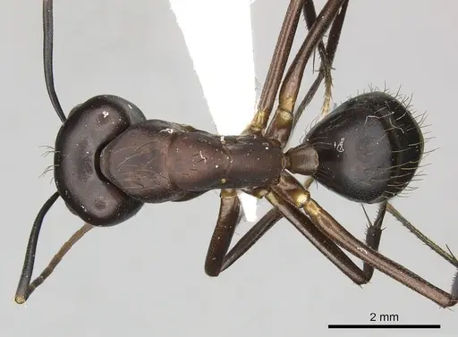 Camponotus simillimus specimen CASENT0619241 image casent0619241_1