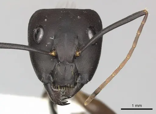 Camponotus simillimus specimen CASENT0619241 image casent0619241_2