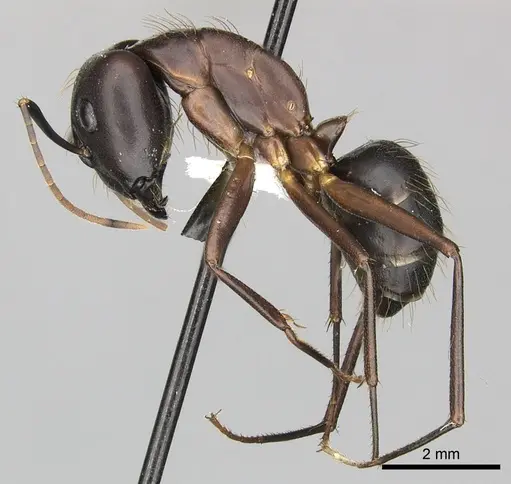 Camponotus simillimus specimen CASENT0619241 image casent0619241_3