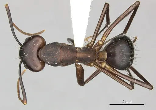 Camponotus simillimus specimen CASENT0619242 image casent0619242_1