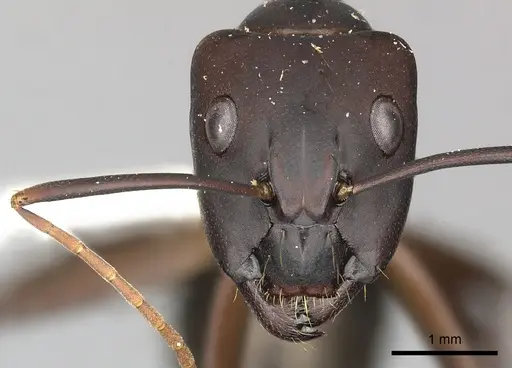 Camponotus simillimus specimen CASENT0619242 image casent0619242_2
