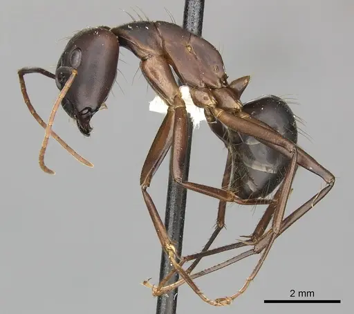 Camponotus simillimus specimen CASENT0619242 image casent0619242_3