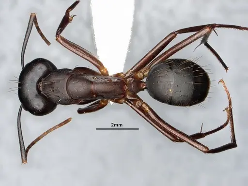 Camponotus simillimus specimen CASENT0633453 image casent0633453_1
