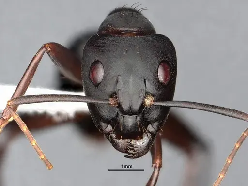 Camponotus simillimus specimen CASENT0633453 image casent0633453_2