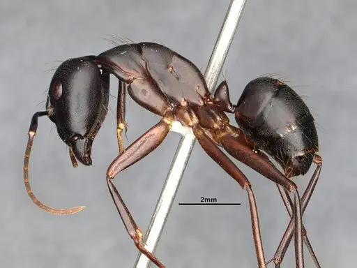 Camponotus simillimus specimen CASENT0633453 image casent0633453_3