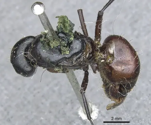 Camponotus simillimus specimen CASENT0903650 image casent0903650_1