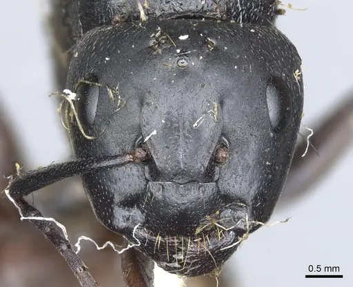 Camponotus simillimus specimen CASENT0903650 image casent0903650_2