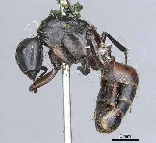 Camponotus simillimus specimen CASENT0903650 image casent0903650_3