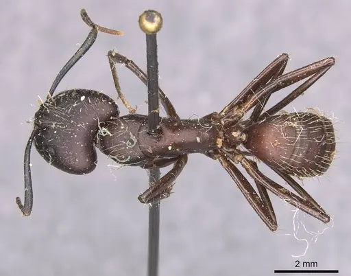 Camponotus simillimus specimen CASENT0905254 image casent0905254_1
