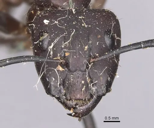 Camponotus simillimus specimen CASENT0905254 image casent0905254_2