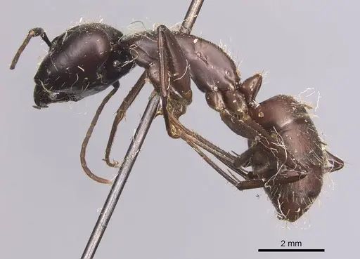 Camponotus simillimus specimen CASENT0905254 image casent0905254_3
