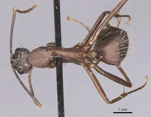 Camponotus simillimus specimen CASENT0905255 image casent0905255_1