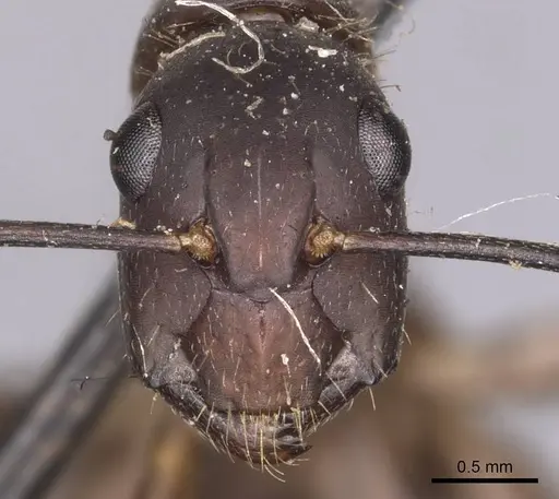 Camponotus simillimus specimen CASENT0905255 image casent0905255_2