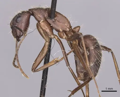 Camponotus simillimus specimen CASENT0905255 image casent0905255_3