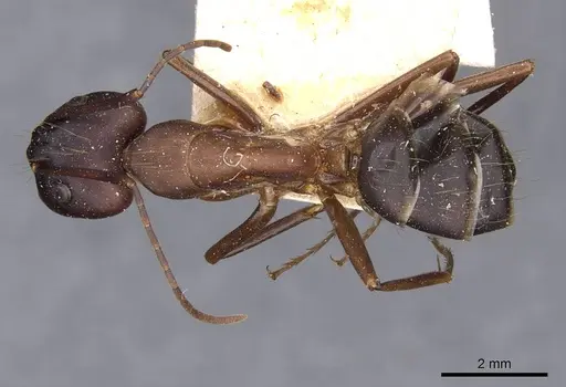 Camponotus simillimus specimen CASENT0910018 image casent0910018_1