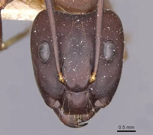 Camponotus simillimus specimen CASENT0910018 image casent0910018_2