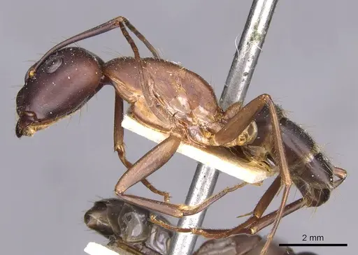 Camponotus simillimus specimen CASENT0910018 image casent0910018_3