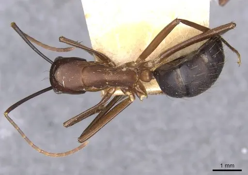 Camponotus simillimus specimen CASENT0910019 image casent0910019_1