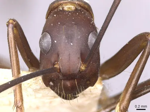 Camponotus simillimus specimen CASENT0910019 image casent0910019_2