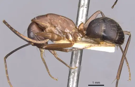 Camponotus simillimus specimen CASENT0910019 image casent0910019_3