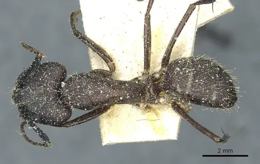 Camponotus simillimus specimen CASENT0912041 image casent0912041_1