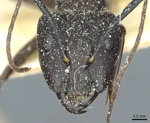Camponotus simillimus specimen CASENT0912041 image casent0912041_2