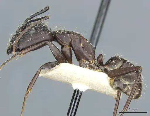 Camponotus simillimus specimen CASENT0912041 image casent0912041_3
