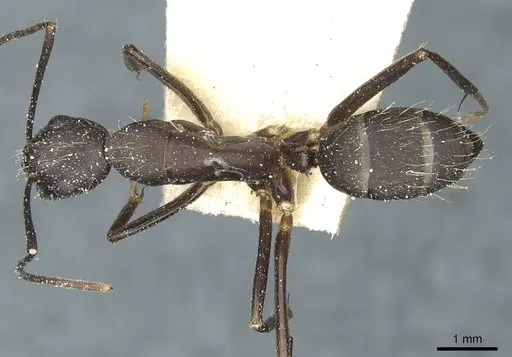 Camponotus simillimus specimen CASENT0912042 image casent0912042_1