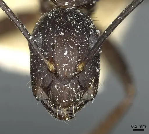 Camponotus simillimus specimen CASENT0912042 image casent0912042_2