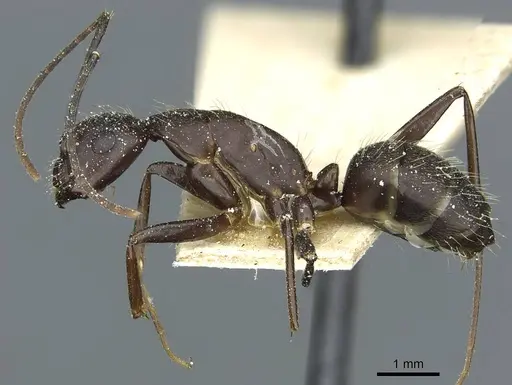 Camponotus simillimus specimen CASENT0912042 image casent0912042_3
