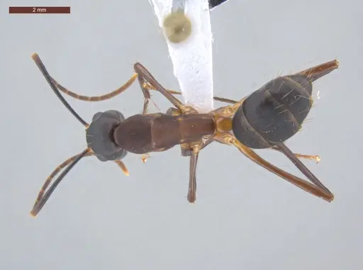 Camponotus simillimus specimen ECOFOG-IT14-0156-17 image ecofog-it14-0156-17_1