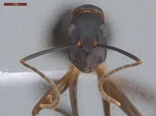 Camponotus simillimus specimen ECOFOG-IT14-0156-17 image ecofog-it14-0156-17_2