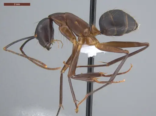 Camponotus simillimus specimen ECOFOG-IT14-0156-17 image ecofog-it14-0156-17_3