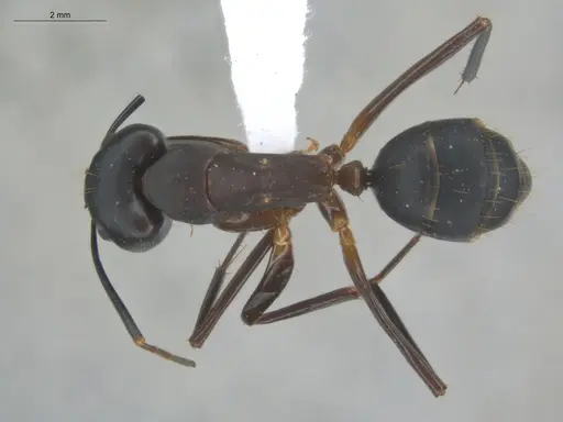 Camponotus simillimus specimen ECOFOG-TR17-0270-03 image ecofog-tr17-0270-03_1