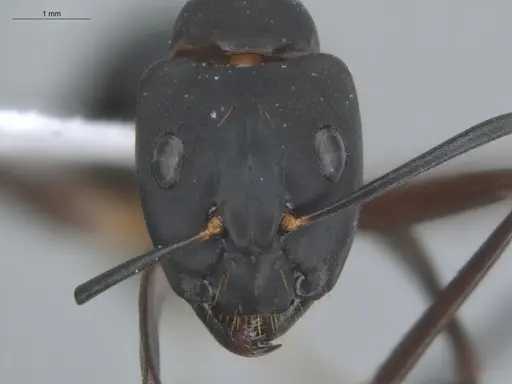 Camponotus simillimus specimen ECOFOG-TR17-0270-03 image ecofog-tr17-0270-03_2