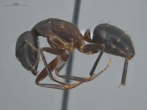 Camponotus simillimus specimen ECOFOG-TR17-0270-03 image ecofog-tr17-0270-03_3