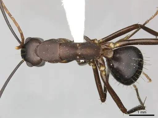 Camponotus simillimus specimen INBIOCRI002280771 image inbiocri002280771_1
