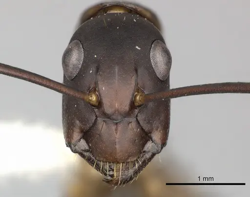 Camponotus simillimus specimen INBIOCRI002280771 image inbiocri002280771_2