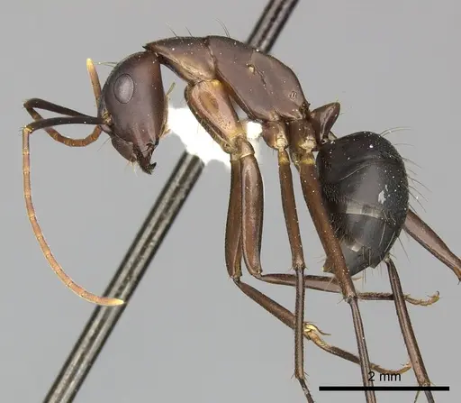 Camponotus simillimus specimen INBIOCRI002280771 image inbiocri002280771_3