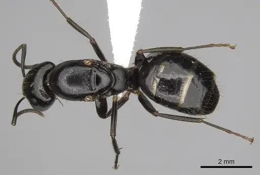 Camponotus simoni specimen CASENT0316930 image casent0316930_1