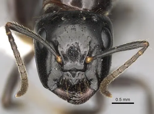 Camponotus simoni specimen CASENT0316930 image casent0316930_2