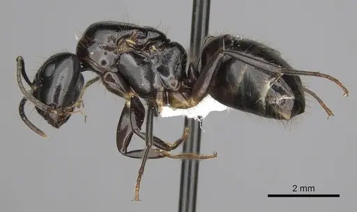 Camponotus simoni specimen CASENT0316930 image casent0316930_3