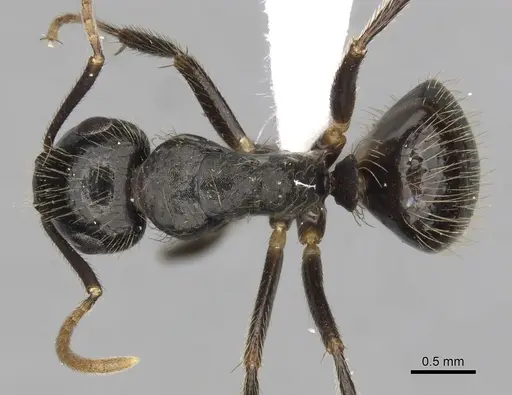 Camponotus simoni specimen CASENT0316931 image casent0316931_1