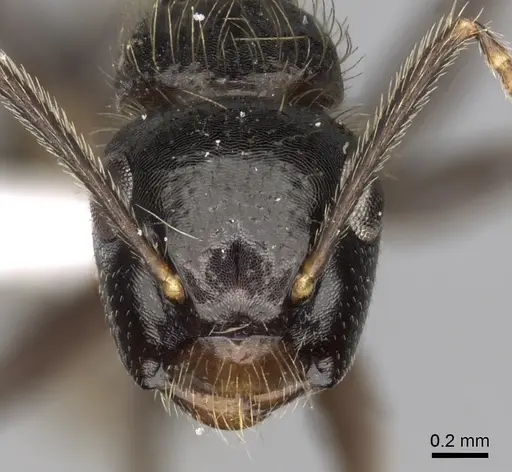Camponotus simoni specimen CASENT0316931 image casent0316931_2
